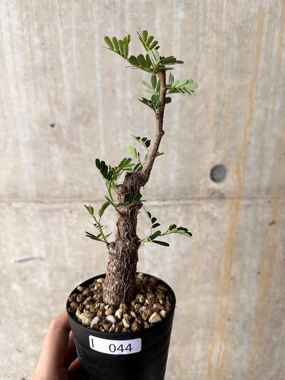 【現品限り】センナ・メリディオナリス 実生【I44】 Senna meridionalis