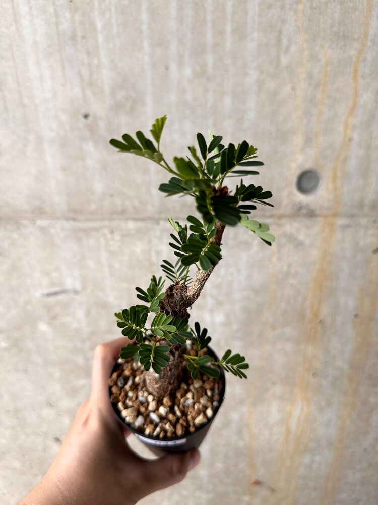 【現品限り】センナ・メリディオナリス 実生【I44】 Senna meridionalis