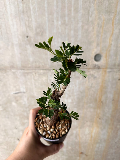 【現品限り】センナ・メリディオナリス 実生【I44】 Senna meridionalis