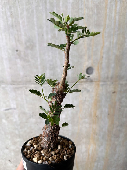 【現品限り】センナ・メリディオナリス 実生【I44】 Senna meridionalis