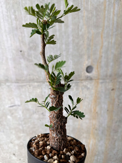 【現品限り】センナ・メリディオナリス 実生【I44】 Senna meridionalis