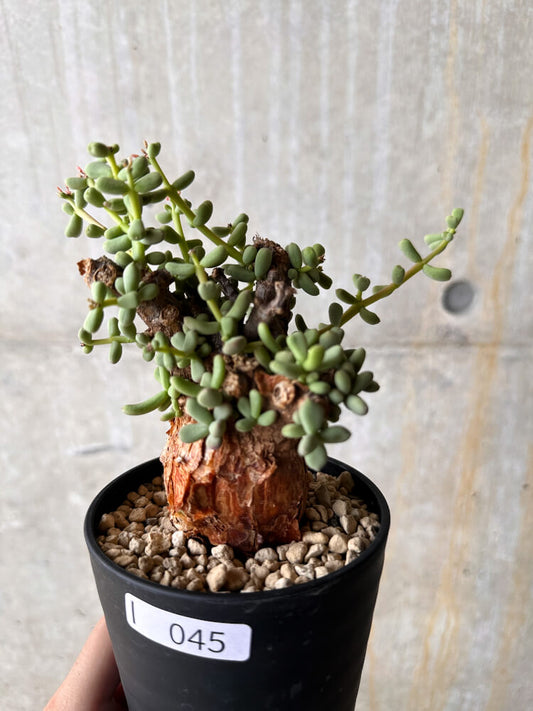 【現品限り】ケラリア・ピグマエア 現地株【I45】 Ceraria pygmaea