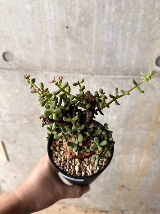 【現品限り】ケラリア・ピグマエア 現地株【I45】 Ceraria pygmaea