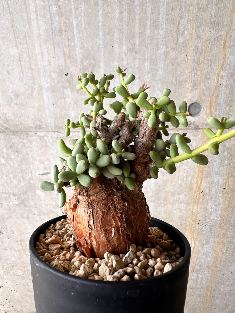 【現品限り】ケラリア・ピグマエア 現地株【I45】 Ceraria pygmaea