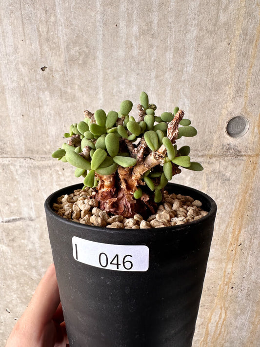 【現品限り】ケラリア・ピグマエア 現地株【I46】 Ceraria pygmaea