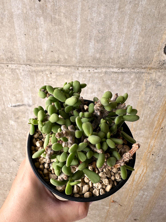 【現品限り】ケラリア・ピグマエア 現地株【I46】 Ceraria pygmaea