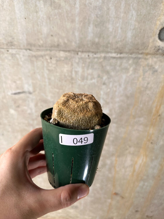 【現品限り】プセウドリトス・クビフォルメ【I49】 Pseudolithos cubiforme