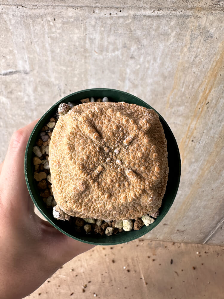 【現品限り】プセウドリトス・クビフォルメ【I49】 Pseudolithos cubiforme