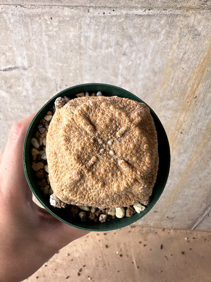 【現品限り】プセウドリトス・クビフォルメ【I49】 Pseudolithos cubiforme