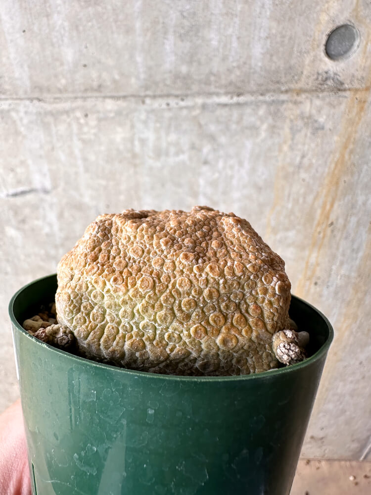 【現品限り】プセウドリトス・クビフォルメ【I49】 Pseudolithos cubiforme