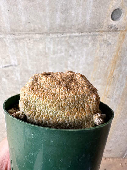 【現品限り】プセウドリトス・クビフォルメ【I49】 Pseudolithos cubiforme