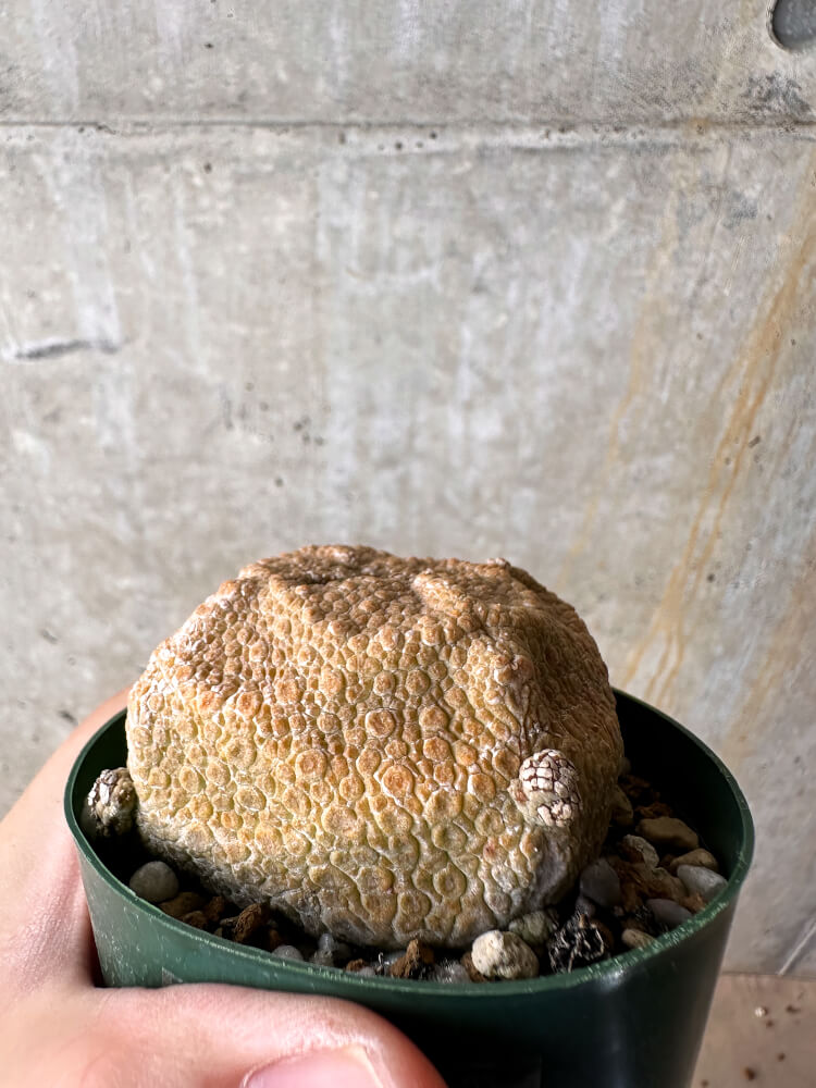 【現品限り】プセウドリトス・クビフォルメ【I49】 Pseudolithos cubiforme