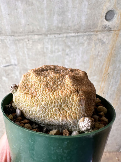 【現品限り】プセウドリトス・クビフォルメ【I49】 Pseudolithos cubiforme