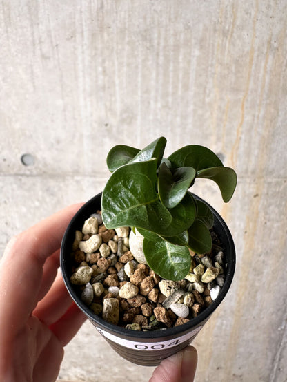 【現品限り】アデニウム・DHA 葉巻【I4】 Adenium DHA