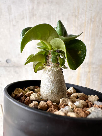 【現品限り】アデニウム・DHA 葉巻【I4】 Adenium DHA