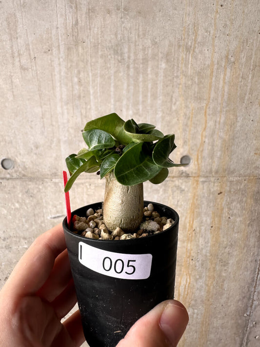 【現品限り】アデニウム・DHA 葉巻【I5】 Adenium DHA