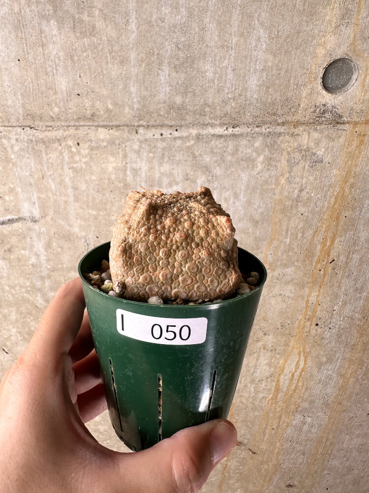 【現品限り】プセウドリトス・クビフォルメ【I50】 Pseudolithos cubiforme