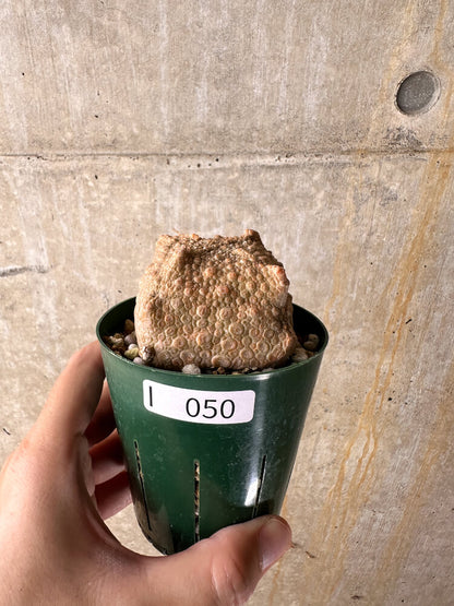 【現品限り】プセウドリトス・クビフォルメ【I50】 Pseudolithos cubiforme