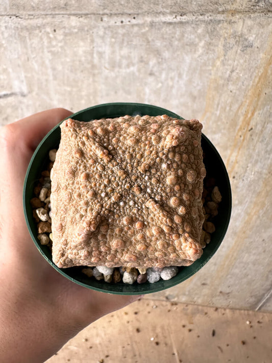 【現品限り】プセウドリトス・クビフォルメ【I50】 Pseudolithos cubiforme