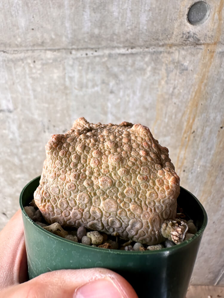 【現品限り】プセウドリトス・クビフォルメ【I50】 Pseudolithos cubiforme