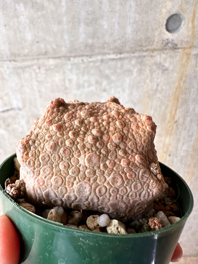 【現品限り】プセウドリトス・クビフォルメ【I50】 Pseudolithos cubiforme