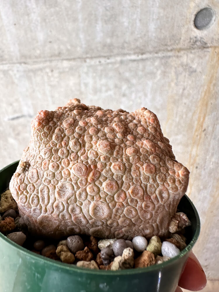 【現品限り】プセウドリトス・クビフォルメ【I50】 Pseudolithos cubiforme