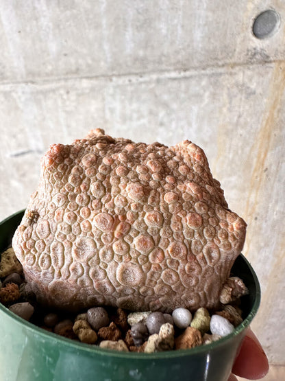 【現品限り】プセウドリトス・クビフォルメ【I50】 Pseudolithos cubiforme