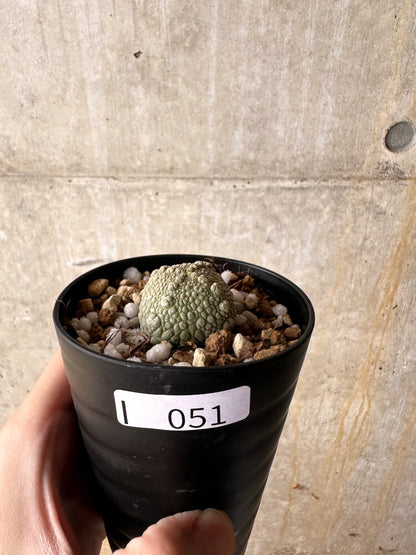 【現品限り】プセウドリトス・ハラルドヘラヌス【I51】 Pseudolithos harardheraneus