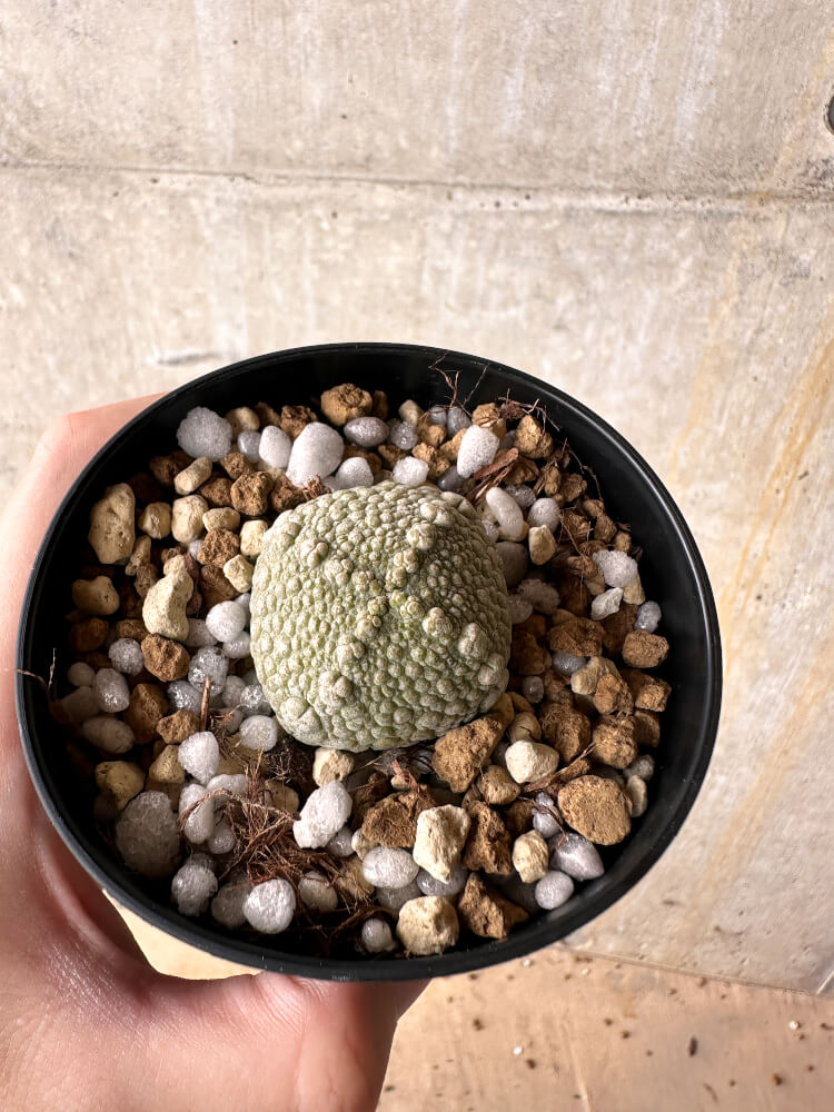 【現品限り】プセウドリトス・ハラルドヘラヌス【I51】 Pseudolithos harardheraneus