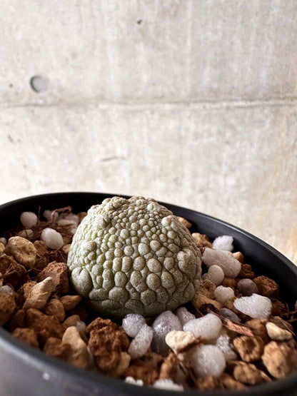 【現品限り】プセウドリトス・ハラルドヘラヌス【I51】 Pseudolithos harardheraneus