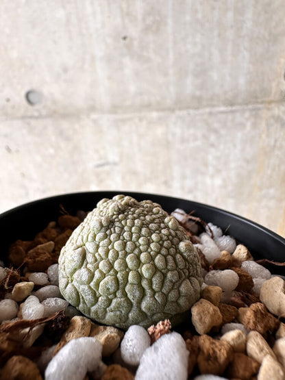 【現品限り】プセウドリトス・ハラルドヘラヌス【I51】 Pseudolithos harardheraneus
