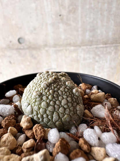 【現品限り】プセウドリトス・ハラルドヘラヌス【I51】 Pseudolithos harardheraneus