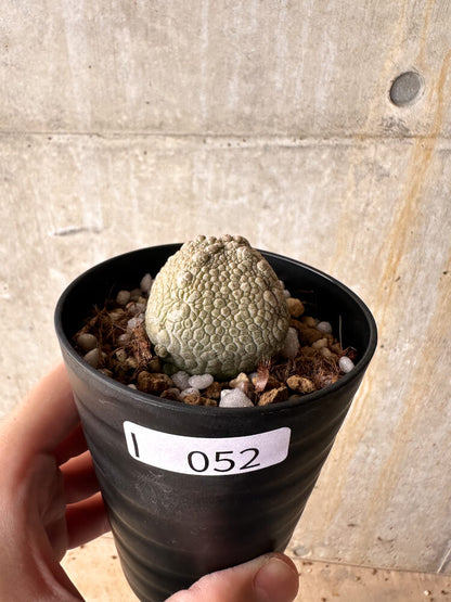 【現品限り】プセウドリトス・ハラルドヘラヌス【I52】 Pseudolithos harardheraneus