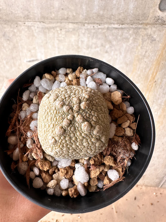 【現品限り】プセウドリトス・ハラルドヘラヌス【I52】 Pseudolithos harardheraneus