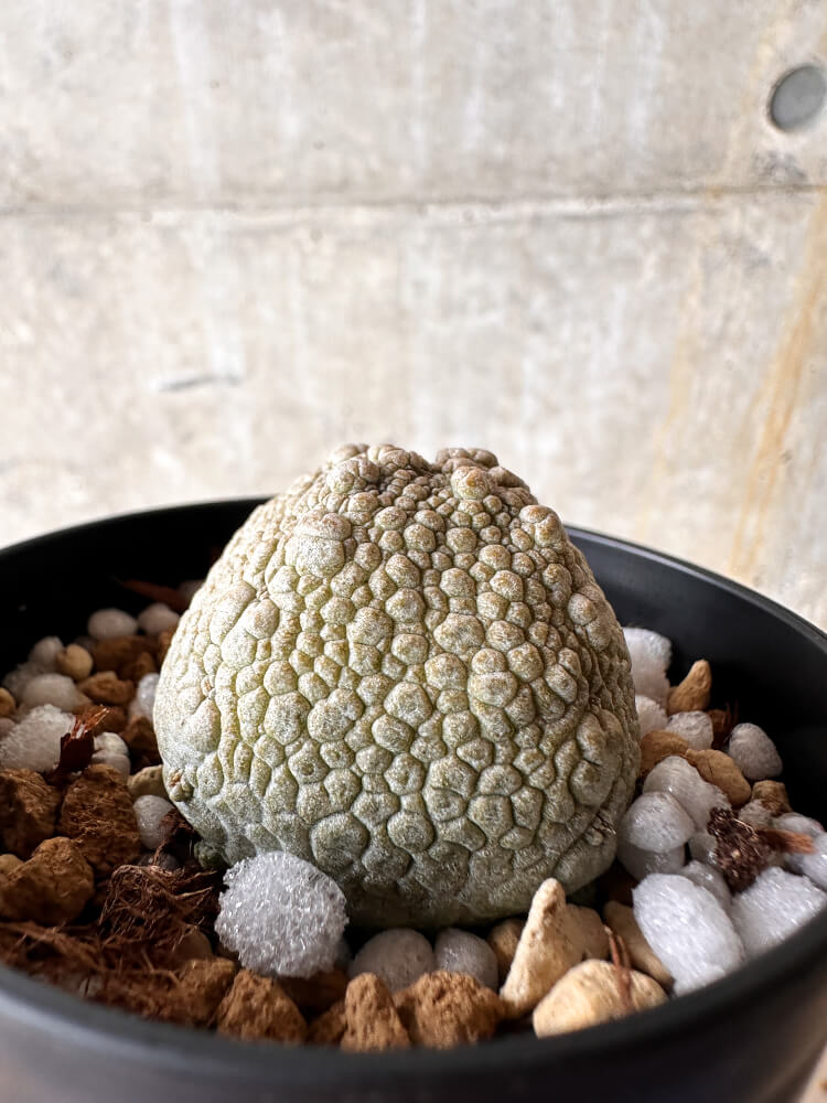 【現品限り】プセウドリトス・ハラルドヘラヌス【I52】 Pseudolithos harardheraneus