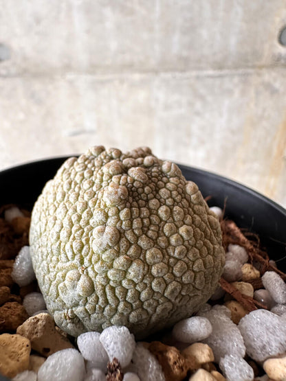 【現品限り】プセウドリトス・ハラルドヘラヌス【I52】 Pseudolithos harardheraneus
