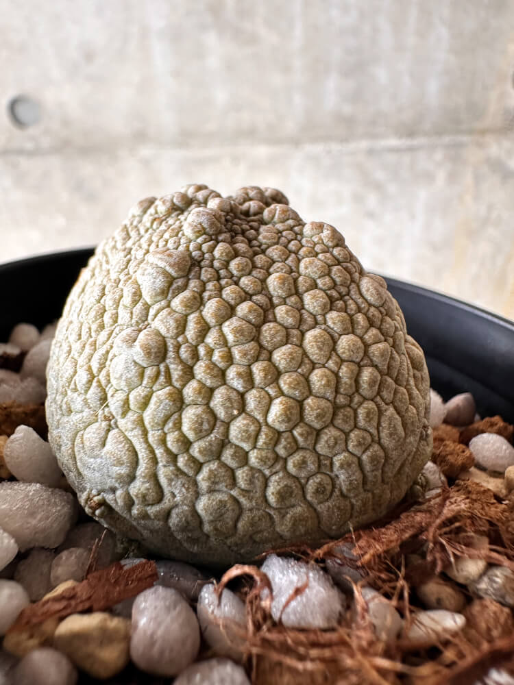 【現品限り】プセウドリトス・ハラルドヘラヌス【I52】 Pseudolithos harardheraneus