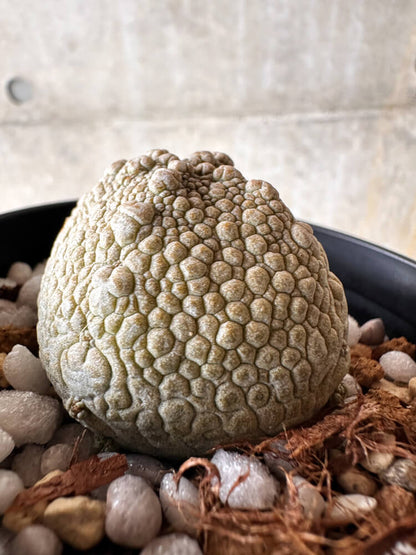 【現品限り】プセウドリトス・ハラルドヘラヌス【I52】 Pseudolithos harardheraneus