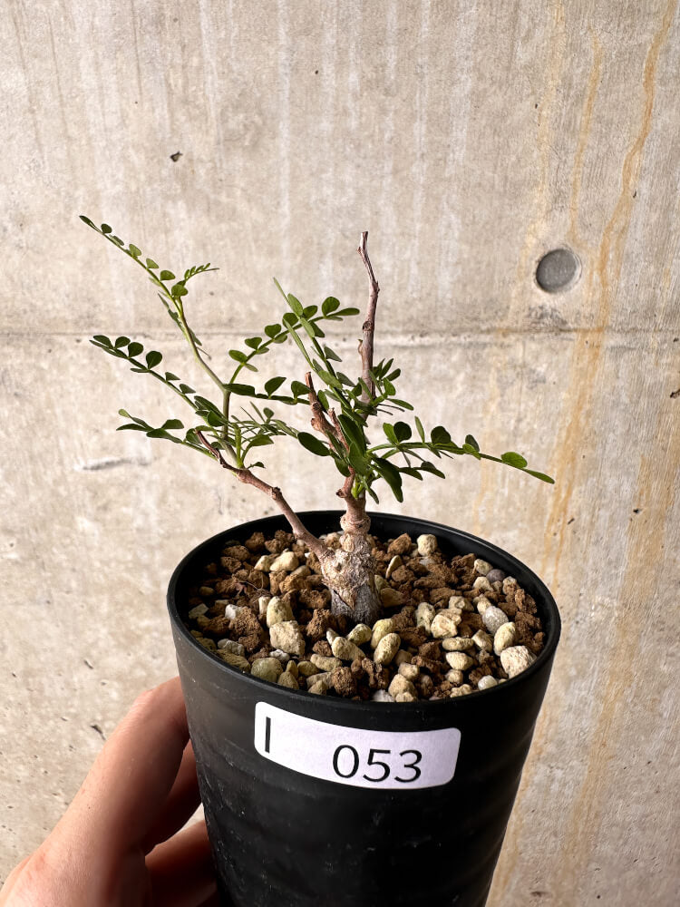 【現品限り】オペルクリカリア・パキプス 根挿し【I53】 Operculicarya pachypus