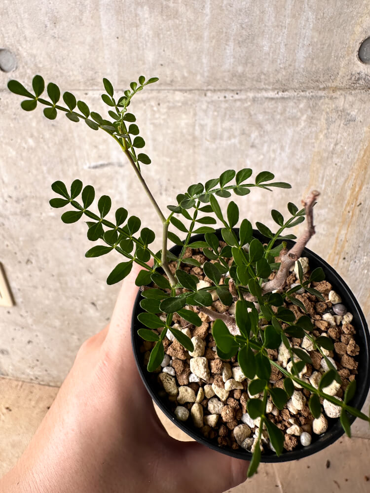 【現品限り】オペルクリカリア・パキプス 根挿し【I53】 Operculicarya pachypus