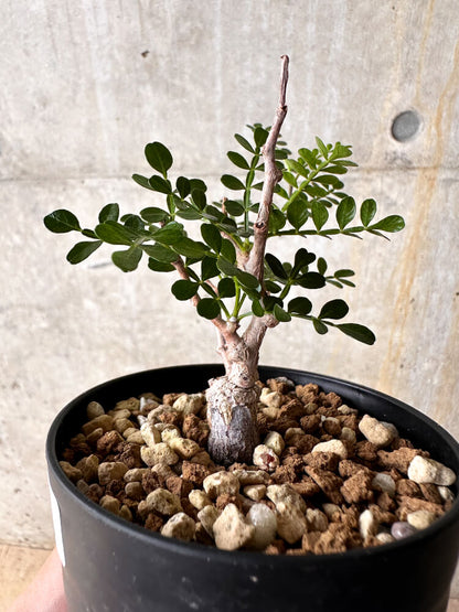 【現品限り】オペルクリカリア・パキプス 根挿し【I53】 Operculicarya pachypus