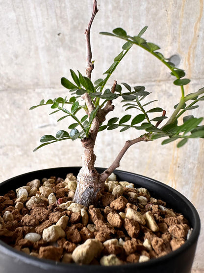 【現品限り】オペルクリカリア・パキプス 根挿し【I53】 Operculicarya pachypus