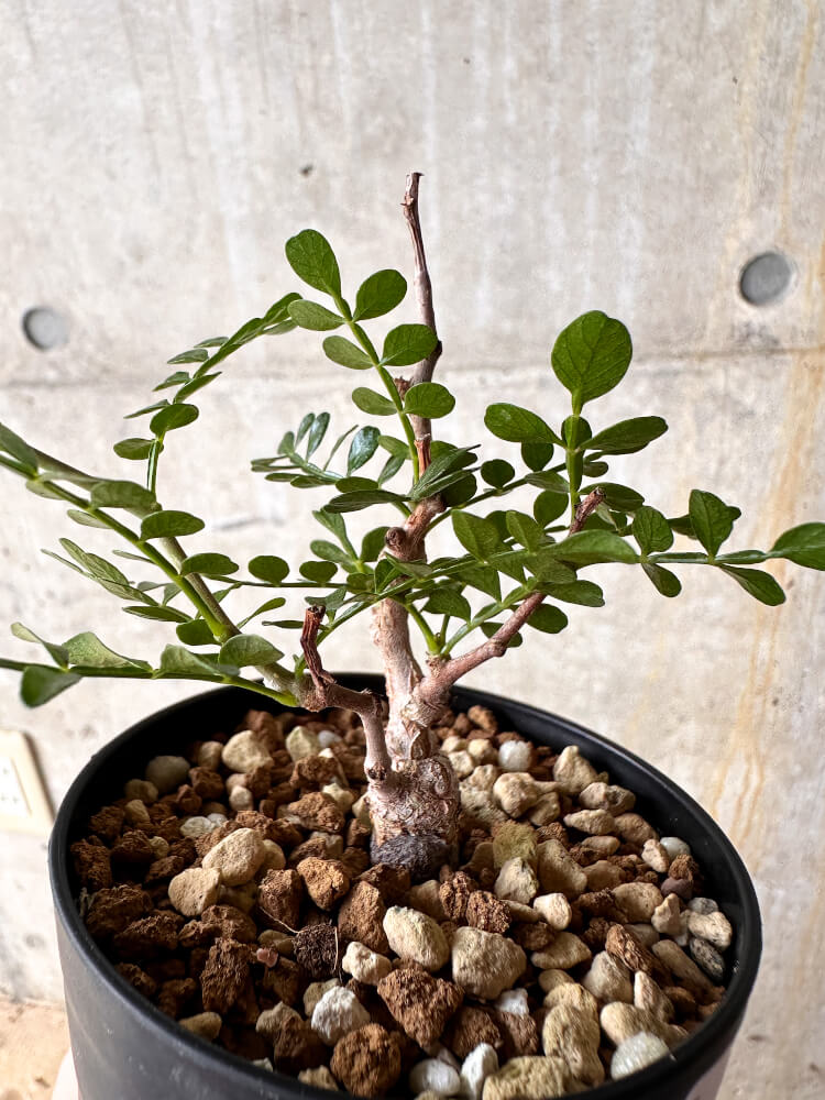 【現品限り】オペルクリカリア・パキプス 根挿し【I53】 Operculicarya pachypus