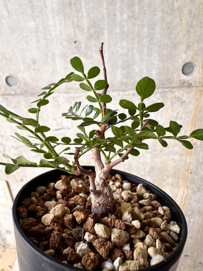 【現品限り】オペルクリカリア・パキプス 根挿し【I53】 Operculicarya pachypus