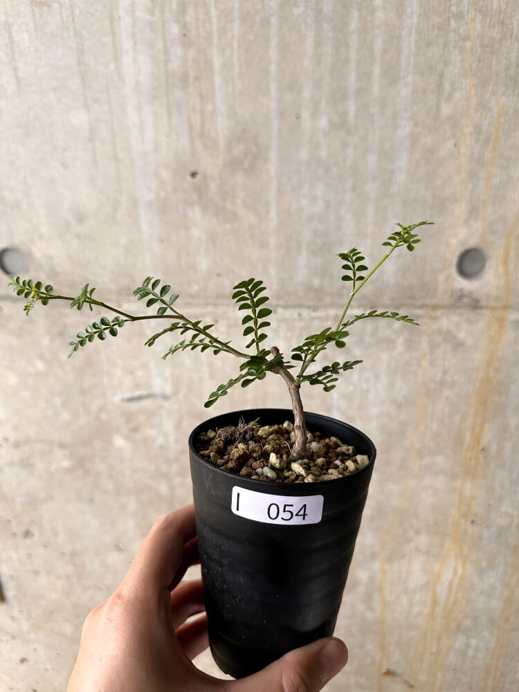 【現品限り】オペルクリカリア・パキプス 根挿し【I54】 Operculicarya pachypus