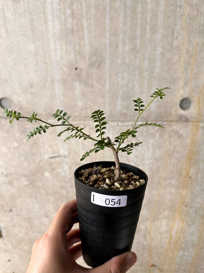 【現品限り】オペルクリカリア・パキプス 根挿し【I54】 Operculicarya pachypus