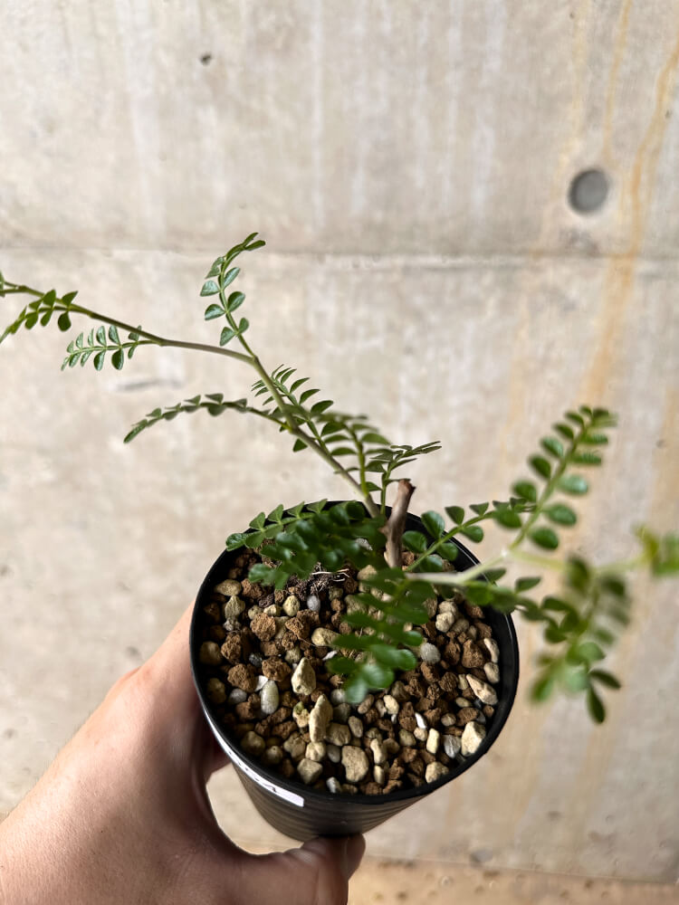 【現品限り】オペルクリカリア・パキプス 根挿し【I54】 Operculicarya pachypus