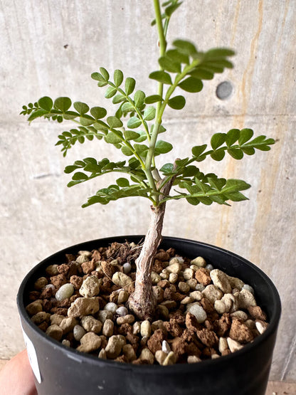 【現品限り】オペルクリカリア・パキプス 根挿し【I54】 Operculicarya pachypus