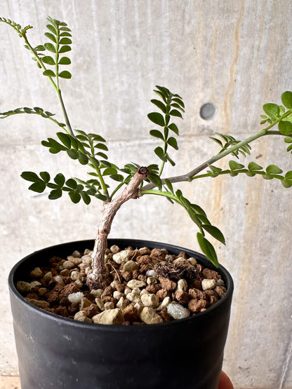 【現品限り】オペルクリカリア・パキプス 根挿し【I54】 Operculicarya pachypus