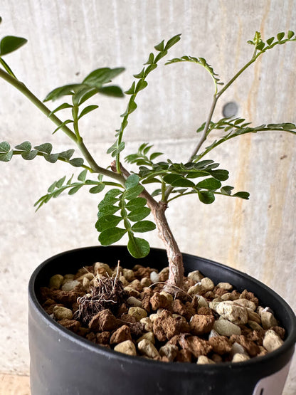 【現品限り】オペルクリカリア・パキプス 根挿し【I54】 Operculicarya pachypus